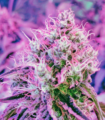 Семена сорта White Widow fem (Dinafem Seeds)