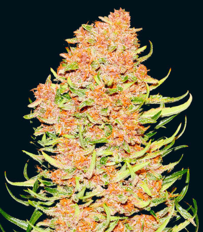 Семена сорта Ztrawberriez Auto fem (FastBuds)