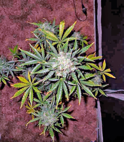 Семена сорта Fast Bud Auto fem (Sweet Seeds)