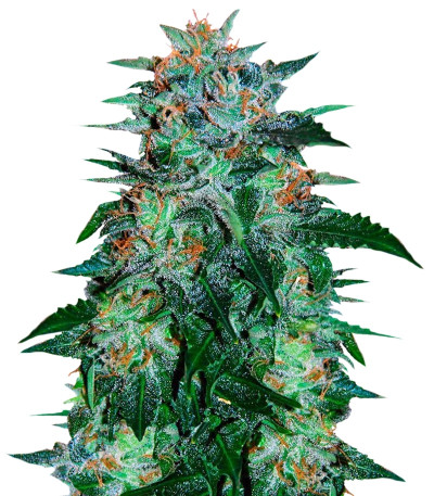 Семена сорта Flash Babylon Auto fem (Samsara Seeds)