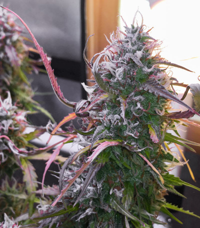 Семена сорта Auto Northern Lights fem (Pyramid Seeds)