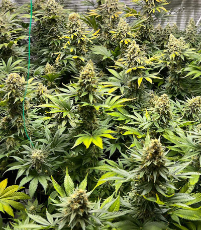 Семена сорта Dozy Cookies fem (AlphaFem Seeds)