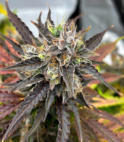 Семена сорта Moonshine Cookies fem (7CH American)