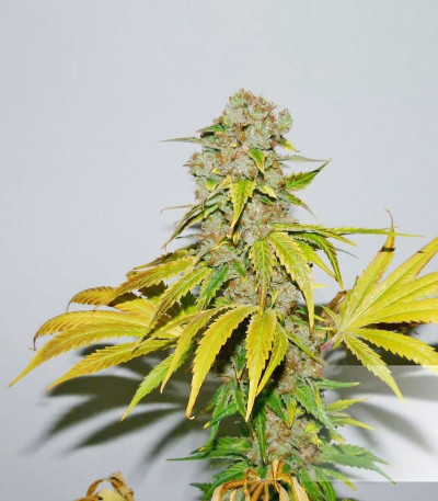 Семена сорта Blueberry X fem (Семяныч)