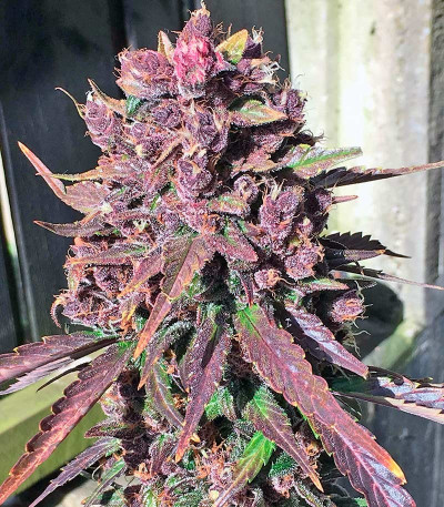 Семена сорта Dark Devil Auto fem (Sweet Seeds)