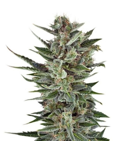 Семена сорта Quick One auto fem (Royal Queen Seeds)