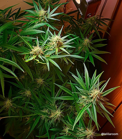 Семена сорта Pineapple Chunk fem (Семяныч)