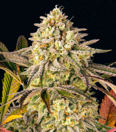 Семена сорта Blue Sunset Sherbert fem