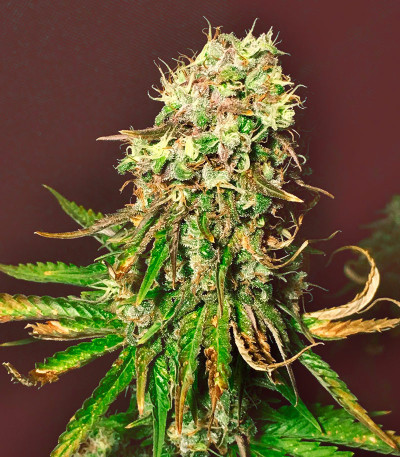Семена сорта Big Bud Auto fem (Herbies Seeds)