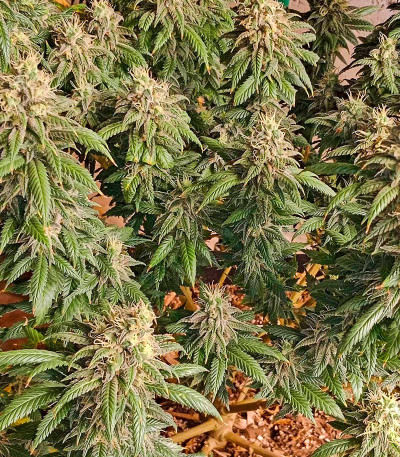 Семена сорта Runtz Punch fem (Herbies Seeds)