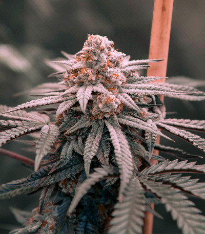 Семена сорта Zookies fem (7CH American)