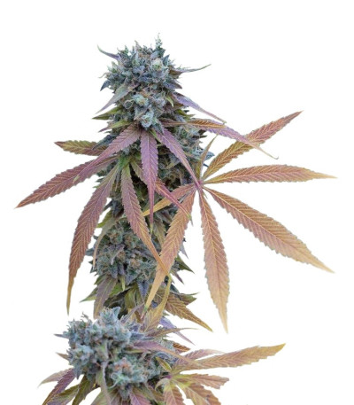 Семена Blue Kush Autoflowering шишки