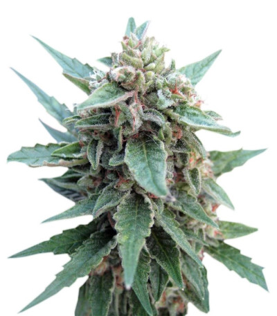 Семена сорта Red Dwarf auto fem