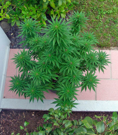 Семена сорта Sweet Purple fem (Paradise Seeds)