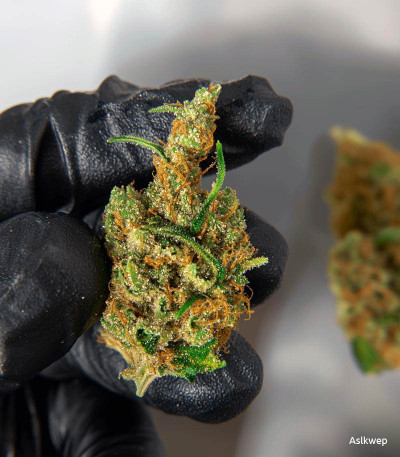 Семена сорта Zkittlez Auto fem (Cali Buds Seeds)