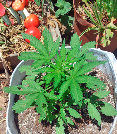 Семена сорта Northern Lights x Big Bud Auto fem (World of Seeds)