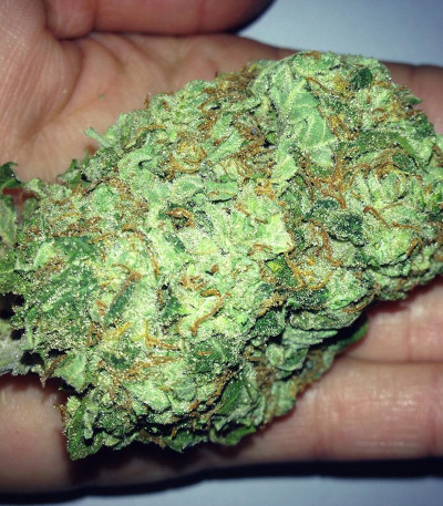 Семена сорта Sumo's Big Bud fem (Sumo Seeds)