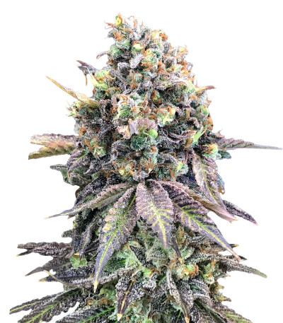Семена сорта Purple Punch (00 Seeds)
