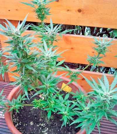 Семена сорта Autoflowering White Russian #1 fem (Serious Seeds)