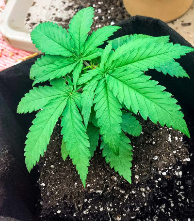 Семена сорта Banana Cookies fem (Advanced Seeds)