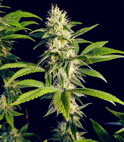 Семена сорта Biscotti Mintz fem (Семяныч)