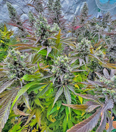 Семена сорта Black Cherry Gushers fem от Barney's Farm