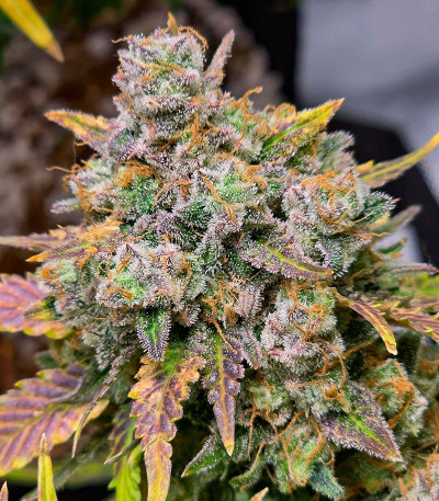 Семена сорта Sweet Zenzation XL Auto fem (Sweet Seeds)