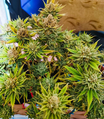 Семена сорта Afghan Kush fem (Семяныч)