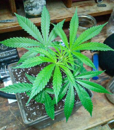 Семена сорта Red Dragon fem