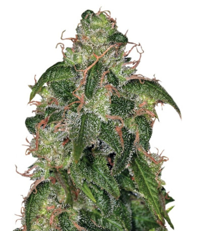 Семена сорта Zero Gravity reg