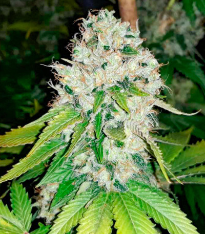 Семена сорта Banana Rapids fem (Dr. Krippling Seeds)