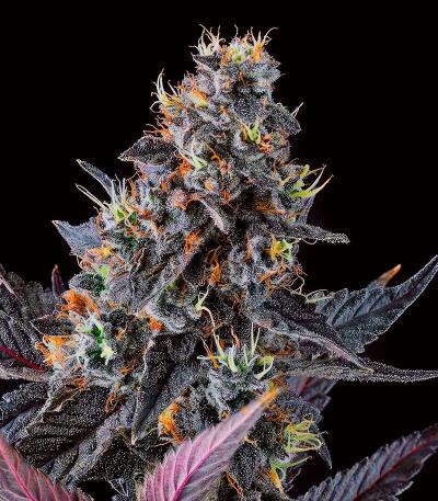 Семена сорта Giggin' Grapes fem (Compound Genetics)