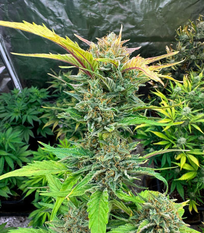 Семена сорта Gorilla Crunch Auto fem от Семяныча