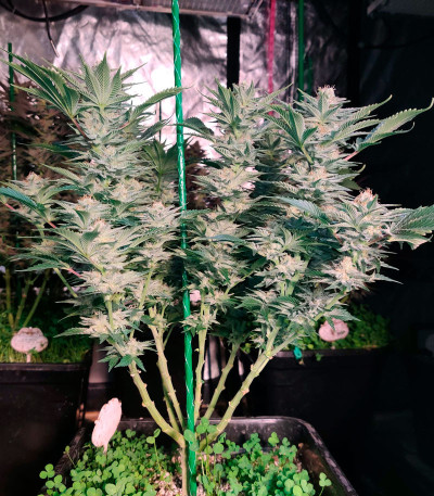 Семена сорта Monster Zkittles (Monster Genetics)