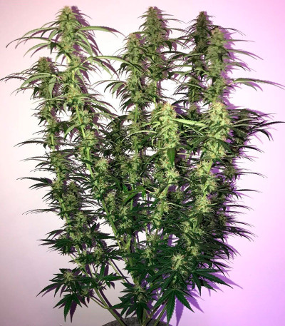 Семена сорта OG Kush Auto fem (Dr. Krippling Seeds)