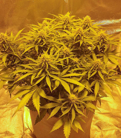 Семена сорта Original Berry fem (Victory Seeds)