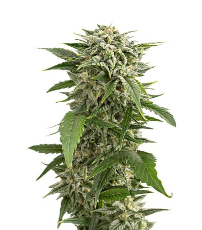 Семена сорта Bubba Kush Autoflowering fem (Dinafem Seeds)