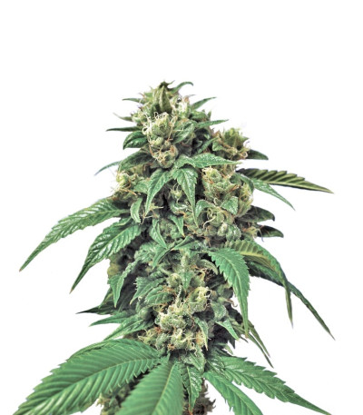 Семена сорта Wreckage reg