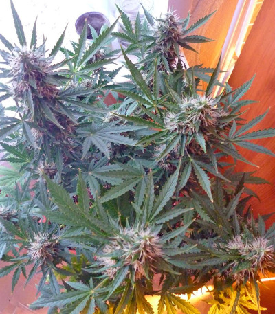 Семена сорта Auto Anesthesia fem (Pyramid Seeds)