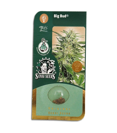 Семена сорта Big Bud reg (Sensi Seeds)