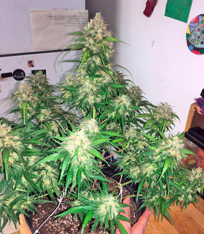 Семена сорта Blue Mystic fem (Nirvana Seeds)