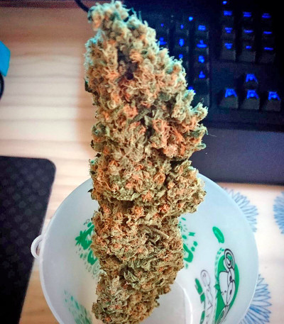 Семена сорта Critical + fem (Dinafem Seeds)