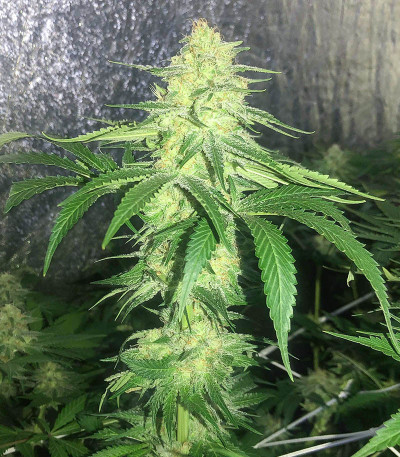 Семена сорта Godzilla Original Glue GG#4 fem (Herbies Seeds)