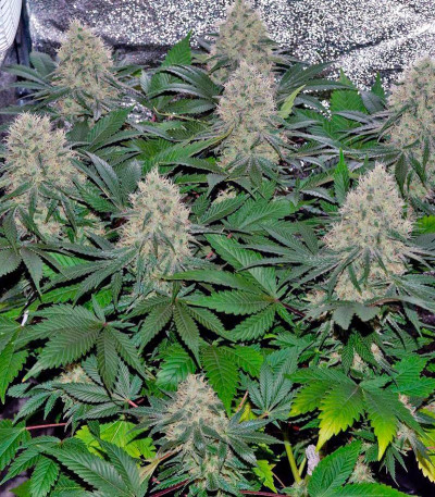 Семена сорта Neville's Haze fem (Green House Seeds)