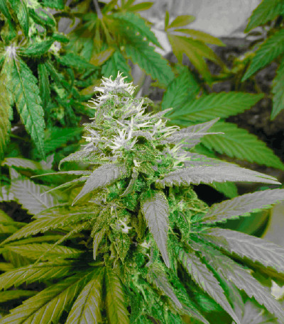 Семена сорта Satori reg (Mandala Seeds)