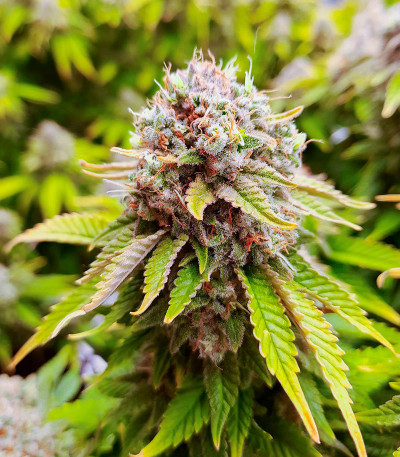 Семена конопли сорта Skunk Amsterdam