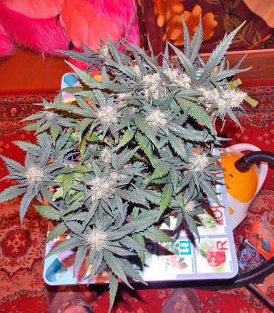 Семена сорта S.A.D. Sweet Afgani Delicious Auto fem (Sweet Seeds)