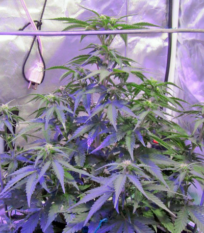 Семена сорта Sweet Trainwreck Auto fem (Sweet Seeds)