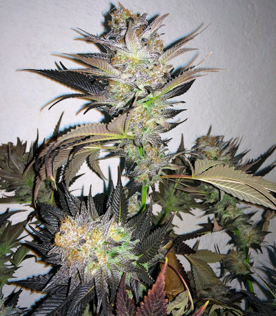 Семена конопли Blue Velvet