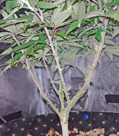 Семена сорта Bubble Gum fem (00 Seeds)